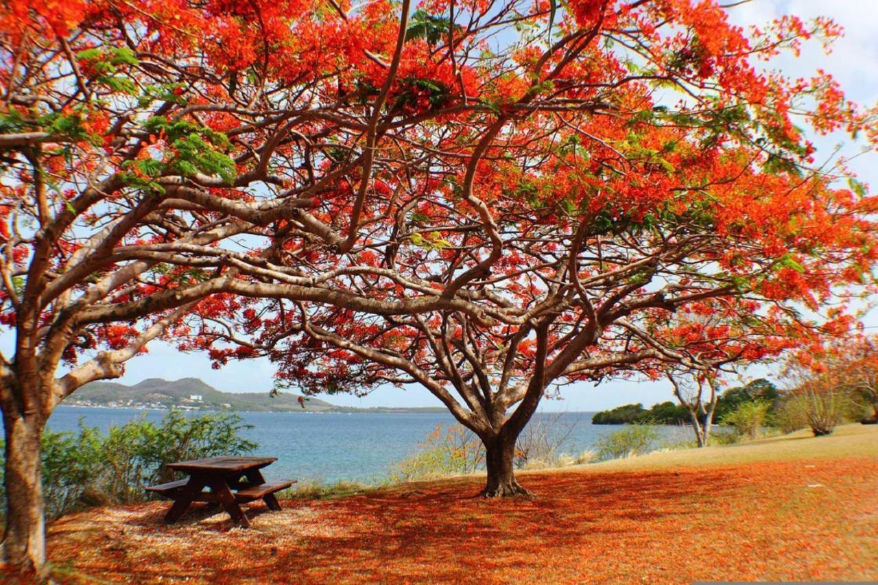 Imagine972 Martinique Bateau Hotel A Quai Le Marin 3 Cabines 3 Salles De Bains 6 Pers Maxi מראה חיצוני תמונה